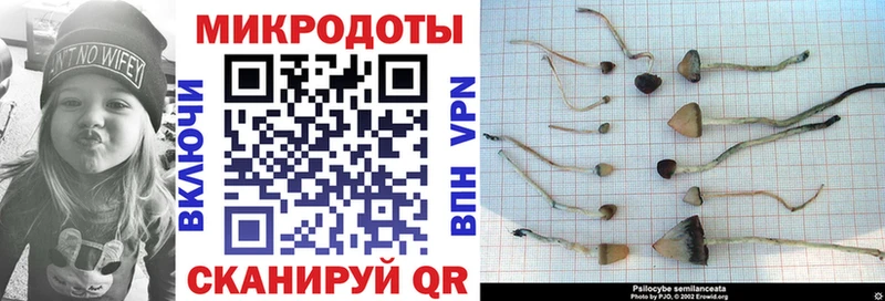Галлюциногенные грибы Cubensis  купить закладку  Циолковский 